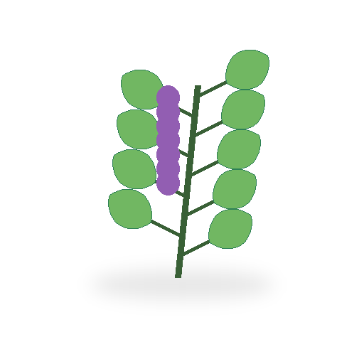 Sprig of Fresh Lavender