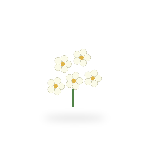Elderflower