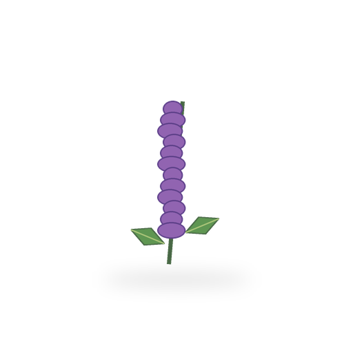lavande